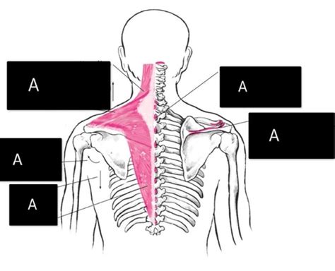 Shoulder Muscles Anatomy Anatomical Kines Flashcards Quizlet