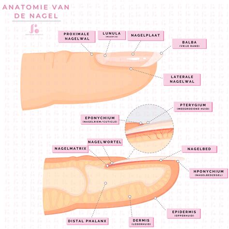 Anatomie Van De Nagel Onderdelen Simpel Uitgelegd Bodyspeak Cosmetics