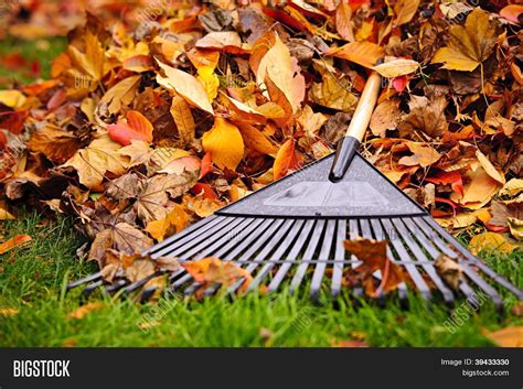 Fall Leaves Rake Image & Photo (Free Trial) | Bigstock