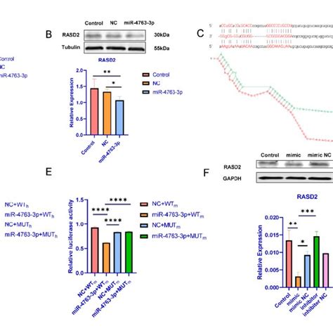 RASD2 As A Direct Target Of MiR 4763 3p A RASD2 MRNA Levels In 293T