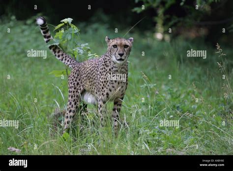 Female Cheetah Acinonyx Jubatus Stock Photo Alamy