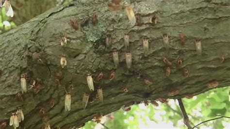 Rare Cicada Double Emergence