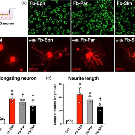 Connective tissue (epineurium + mesoneurium) diameters of EGF (+)-1 and ...