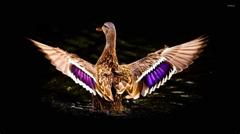 Mallard Duck Wallpaper 67 Images