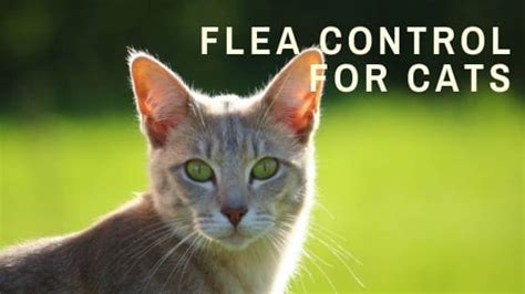 Cat Health | Flea Control: How to Identify and Treat