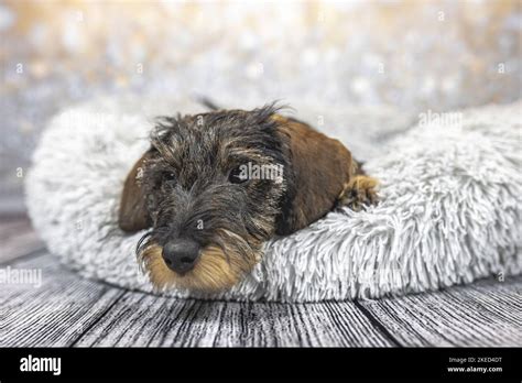 Lying Wirehaired Dachshunds Puppy Stock Photo Alamy