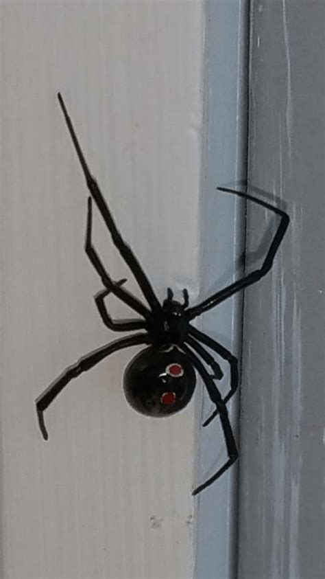 List Of How To Kill A Black Widow And Eggs Best Verge