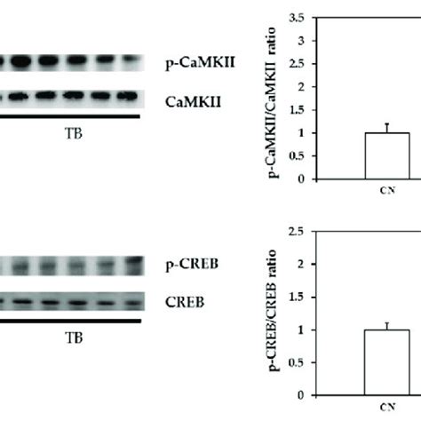 Phospho Camkii P Camkii And Phospho Creb P Creb Levels In The