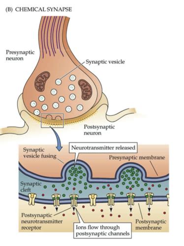 Presynaptic Membrane And Postsynaptic Membrane