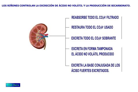 Novedad Carne Contacto Calcular El Ph De Un Sistema Amortiguador Gato