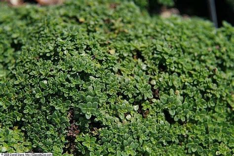 Thymus Serpyllum Elfin Thym Serpolet Rampant P Pini Re L Arc En Fleurs