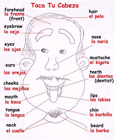 Body Parts In Spanish List