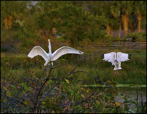 Everglades Wildlife | Raymond Gehman Photography