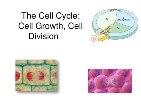 Ppt The Cell Cycle Cell Growth Cell Division Powerpoint