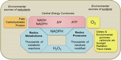 Redox Biology Of Metazoans Metazoans Depend Upon Redox Processes To