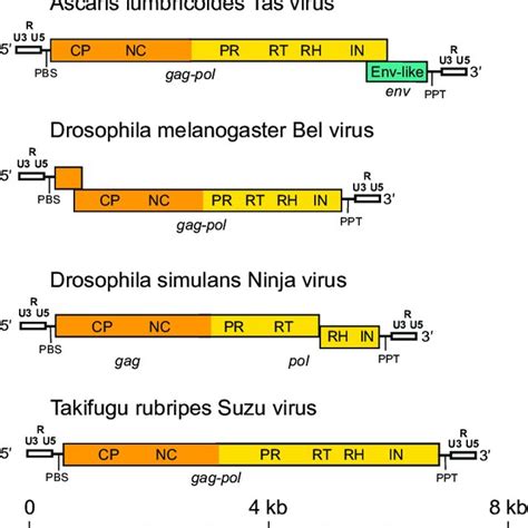 Full Length Genome Architectures Of Representative Semotiviruses Long