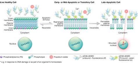 Cell Apoptosis Assay