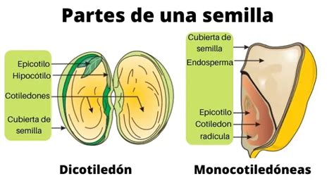 Semillas Y Frutos Conceptos Y Desarrollo De Un Fruto Wiki Agronomia