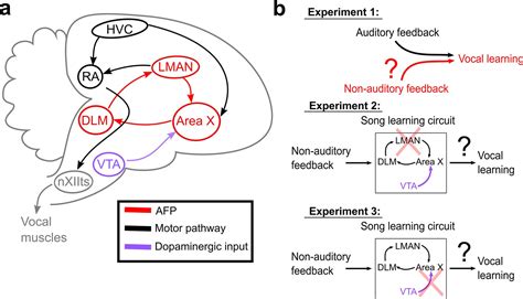 Shared Mechanisms Of Auditory And Non Auditory Vocal Learning In The