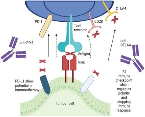 The Different Immune Checkpoint Receptors And Other Different Receptors