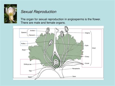 Angiosperms This Is A Large And Very Successful Group Of Ppt Download