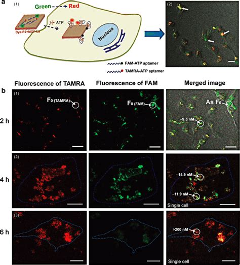 Lanthanide Based Mof Nanosheets For Two Color Intracellular Atp Imaging