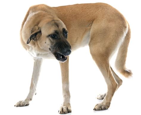 Anatolian Shepherd Dog - Dog Breed Guide