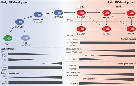 Frontiers Regulation Of Murine Natural Killer Cell Development