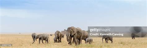 African Elephant Herd In The Serengeti Savanna Tanzania Africa High-Res ...