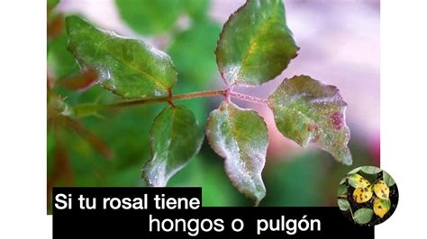 C Mo Eliminar Los Hongos Y El Pulg N De Tu Rosal Youtube