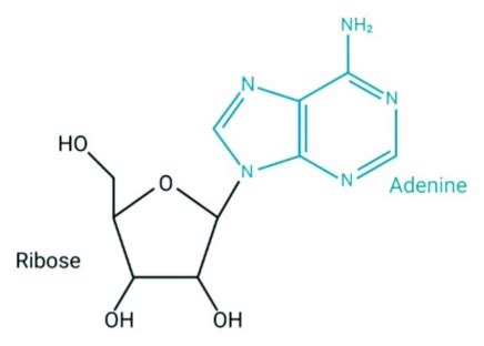 Structure of adenosine. | Download Scientific Diagram