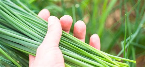 chive himalayan blossoms