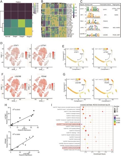 Enriched Transcription Factor Image Eurekalert Science News Releases