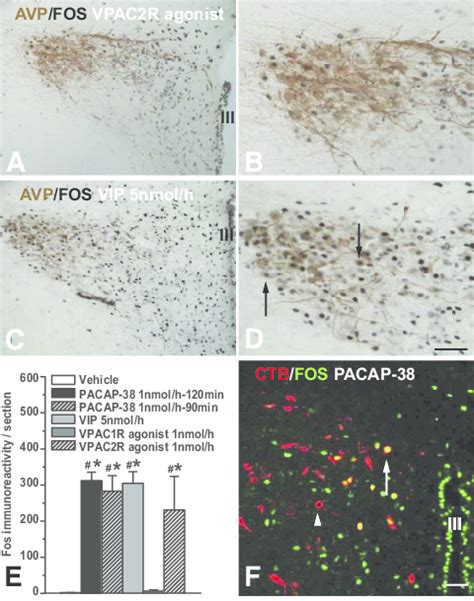 Fos Ir Neurons Induced By Intracerebroventricular Administration Of