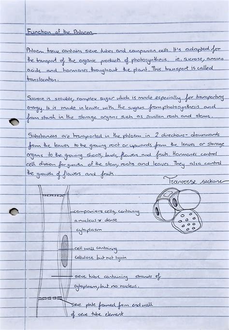 SOLUTION Cie Igcse Biology Extended Syllabus 2023 To 2025 Transport In