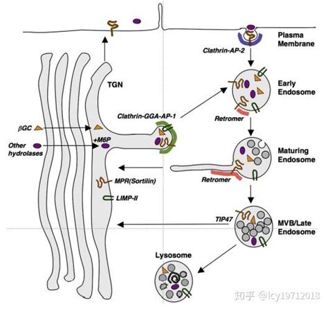 信号肽与新生肽链的运输和加工（三） 知乎