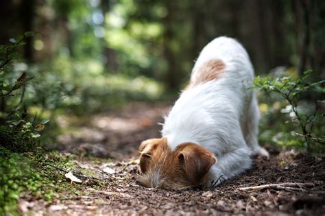 How to Treat Cuterebra in Pets