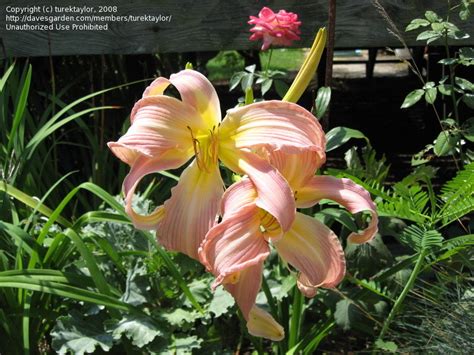 Plantfiles Pictures Daylily Lilting Belle Hemerocallis By Grannyh