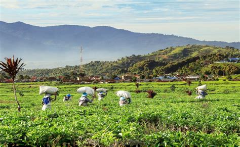 Perkebunan Teh Ortodoks Kayu Aro