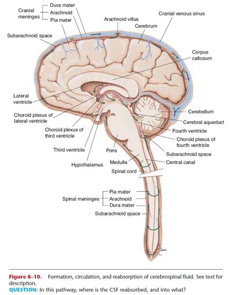 Meninges And Cerebrospinal Fluid