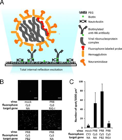 One Influenza Virus Particle Packages Eight Unique Viral Rnas As Shown