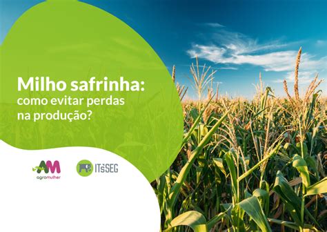 Milho safrinha como evitar perdas na produção AgroMulher