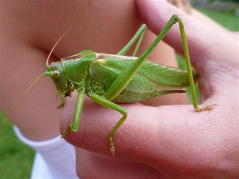 Fotos Gratis Mano Fauna Invertebrado De Cerca Mantis Saltamontes