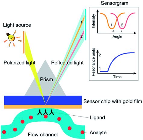 Surface Plasmon Resonance For The Characterization Of Bacterial