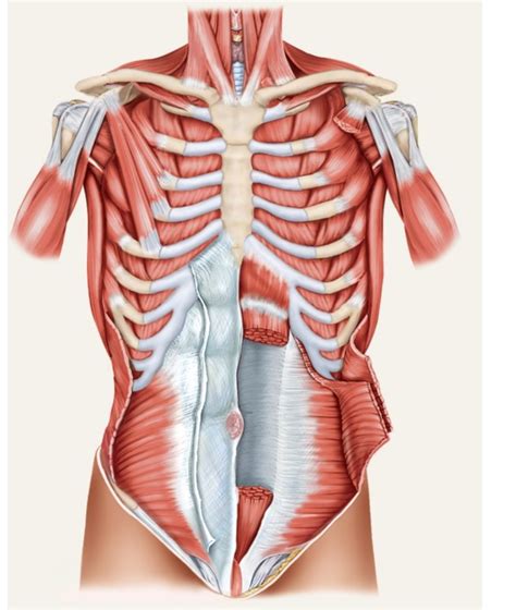 Anterior Deep Thoracic And Abdominal Muscles Diagram Quizlet