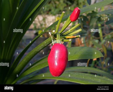 Clivia Miniata Fruit Hi Res Stock Photography And Images Alamy