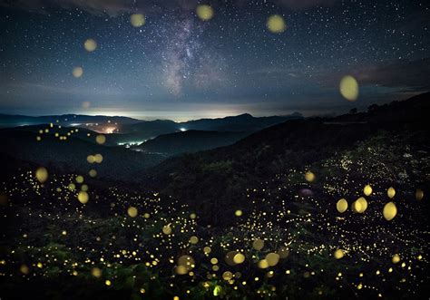 Will fireflies light up summer skies? Here's why they're fading