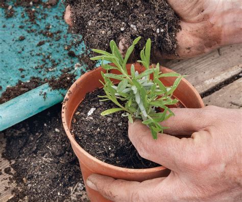 How To Propagate Lavender Expert Tips For Taking Cuttings Homes