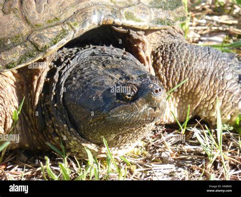 Usfwsmidwest Snapping Turtle Stock Photo Alamy