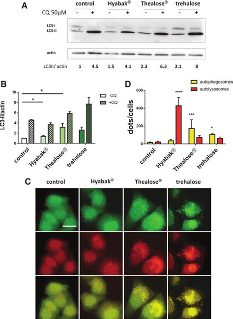 Artificial Tears Induce The Autophagic Flux A Immunoblot Analysis Of